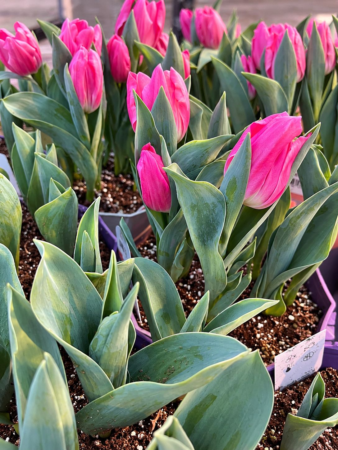 8" Mixed Tulip Pot – Assorted Colours
