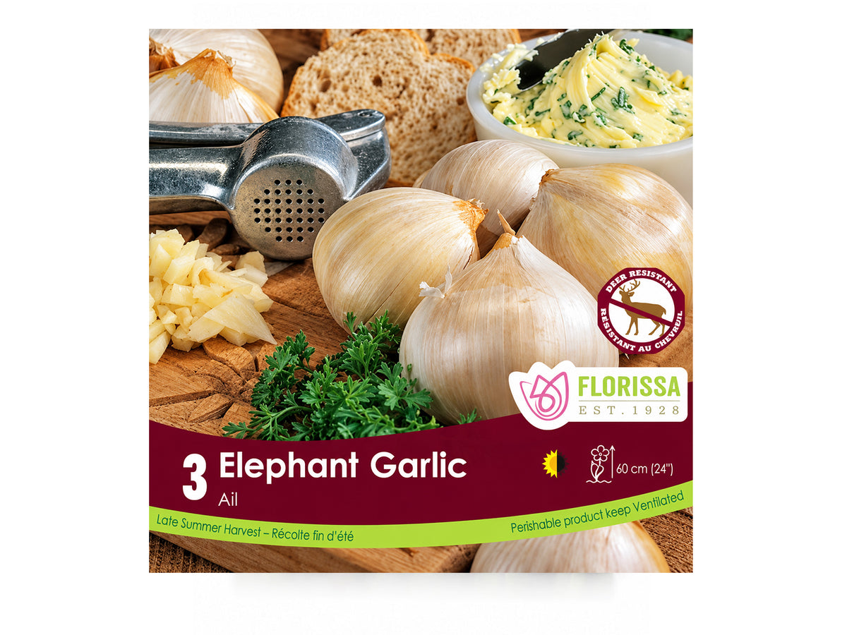 Elephant Garlic Bulbs – Giant Garlic