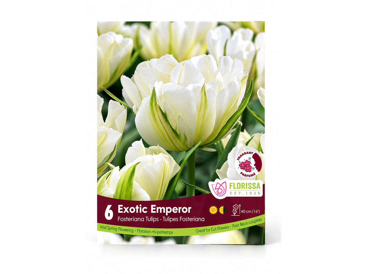 Tulip Bulbs – ‘Exotic Emperor’