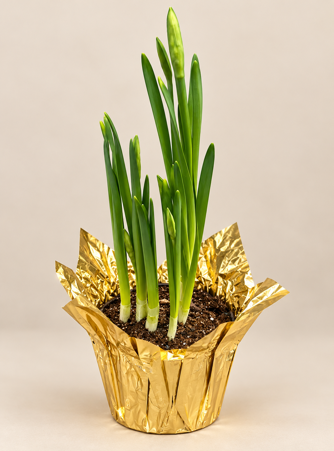 Paperwhite Narcissus – 6" Pot