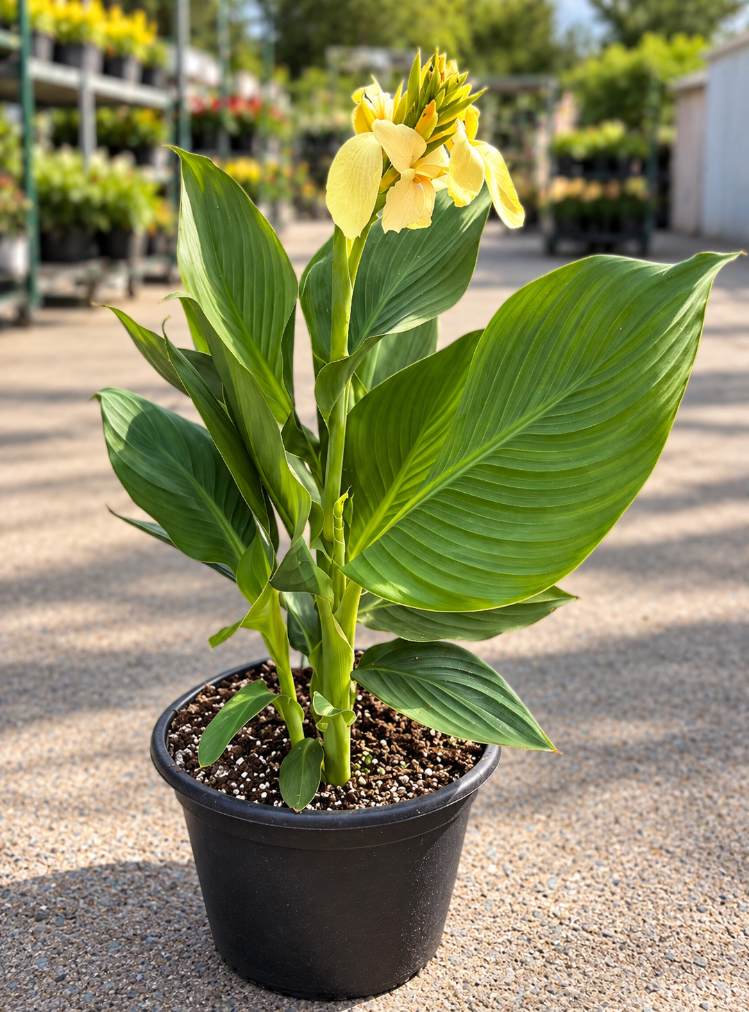 Canna Lily – 10" Pot