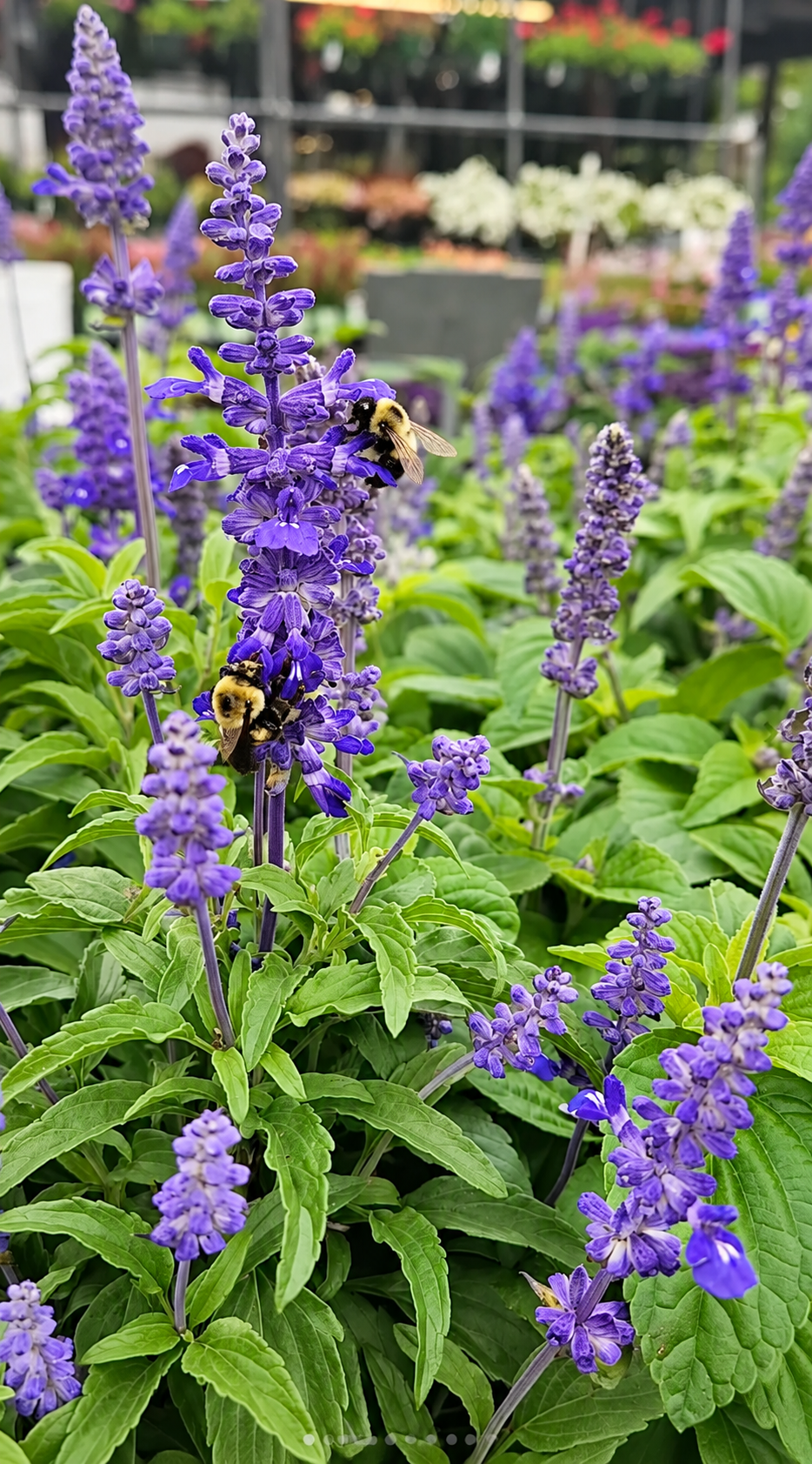 4" Salvia 'Victoria'