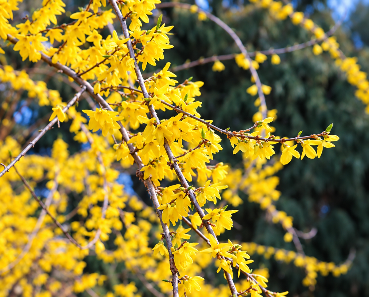 2G Forsythia Shrub