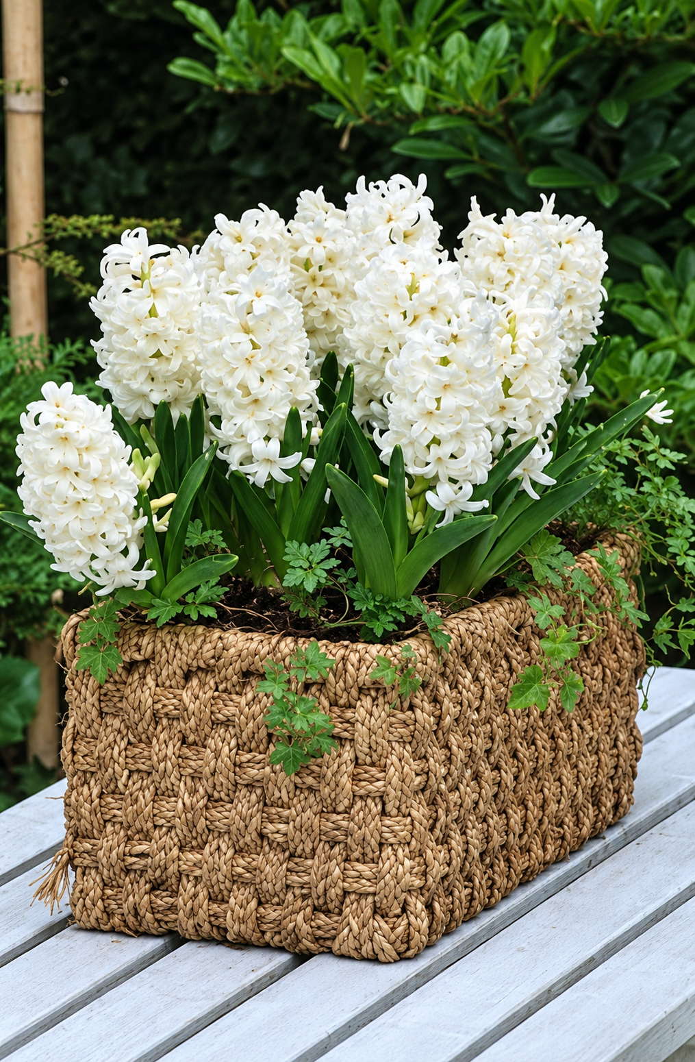 Hyacinth Bulb ‘Carnegie’
