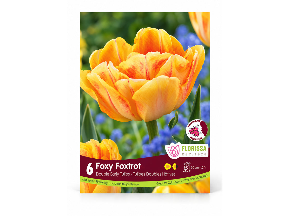 Tulip Bulbs – ‘Foxy Foxtrot’