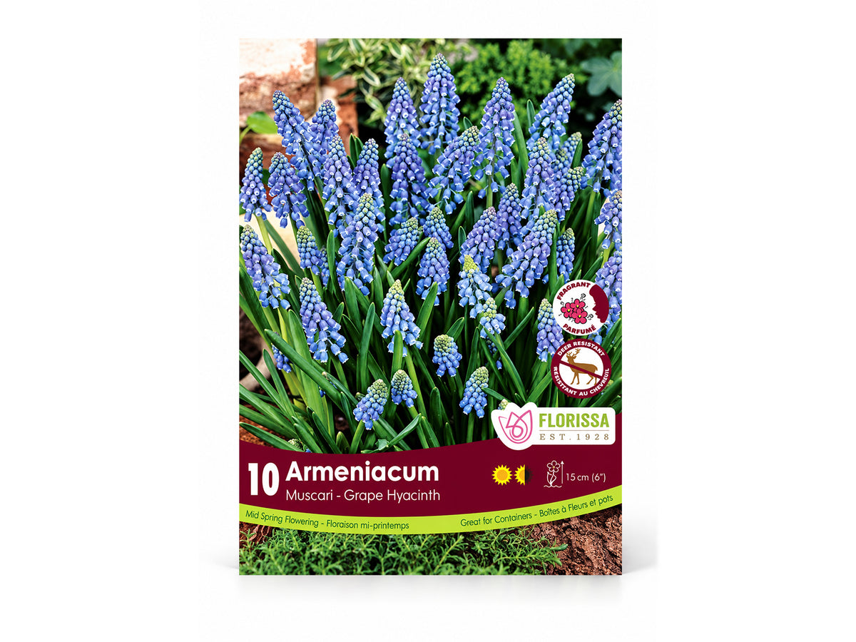 Muscari ‘Armeniacum’ Grape Hyacinth Bulbs