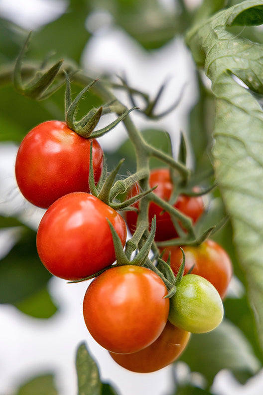 1G Tomato