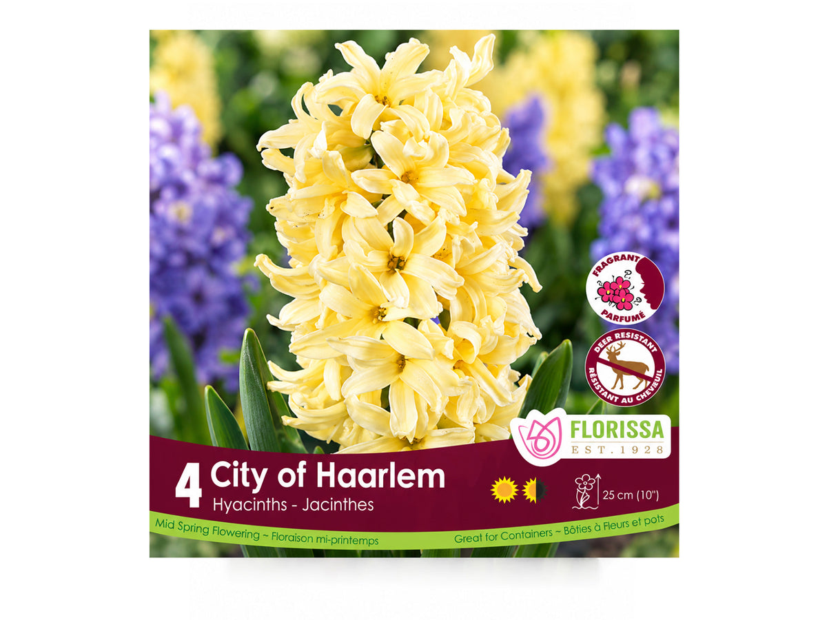 Hyacinth Bulb ‘City of Haarlem’