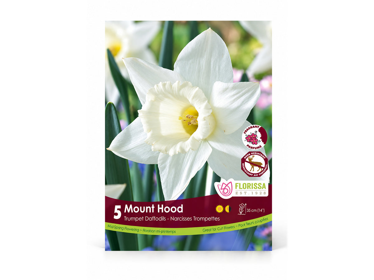 Daffodil Bulbs – ‘Mount Hood’