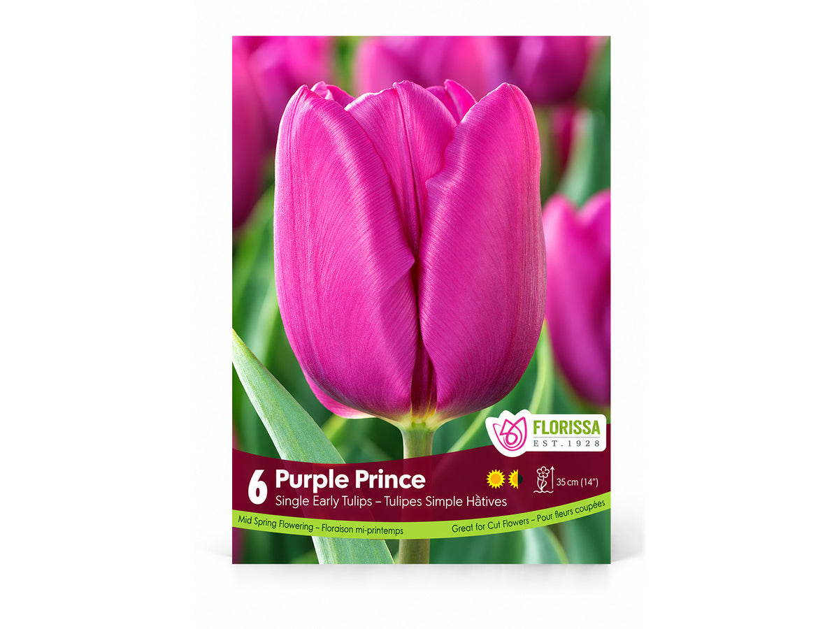Tulip Bulbs – ‘Purple Prince’