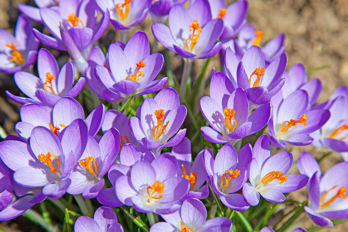 Crocus Bulbs – ‘Aqua’