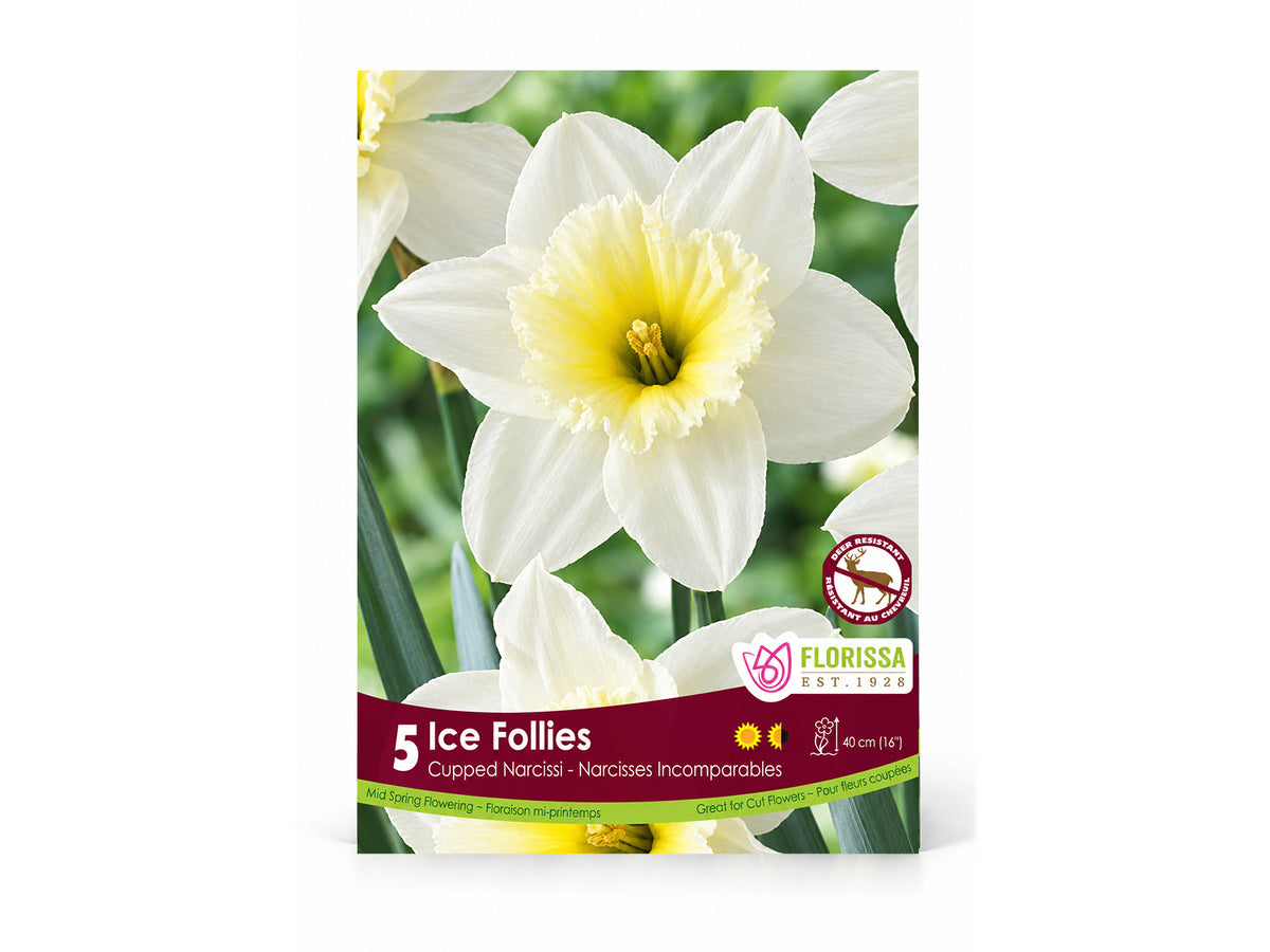 Daffodil Bulbs – ‘Ice Follies’