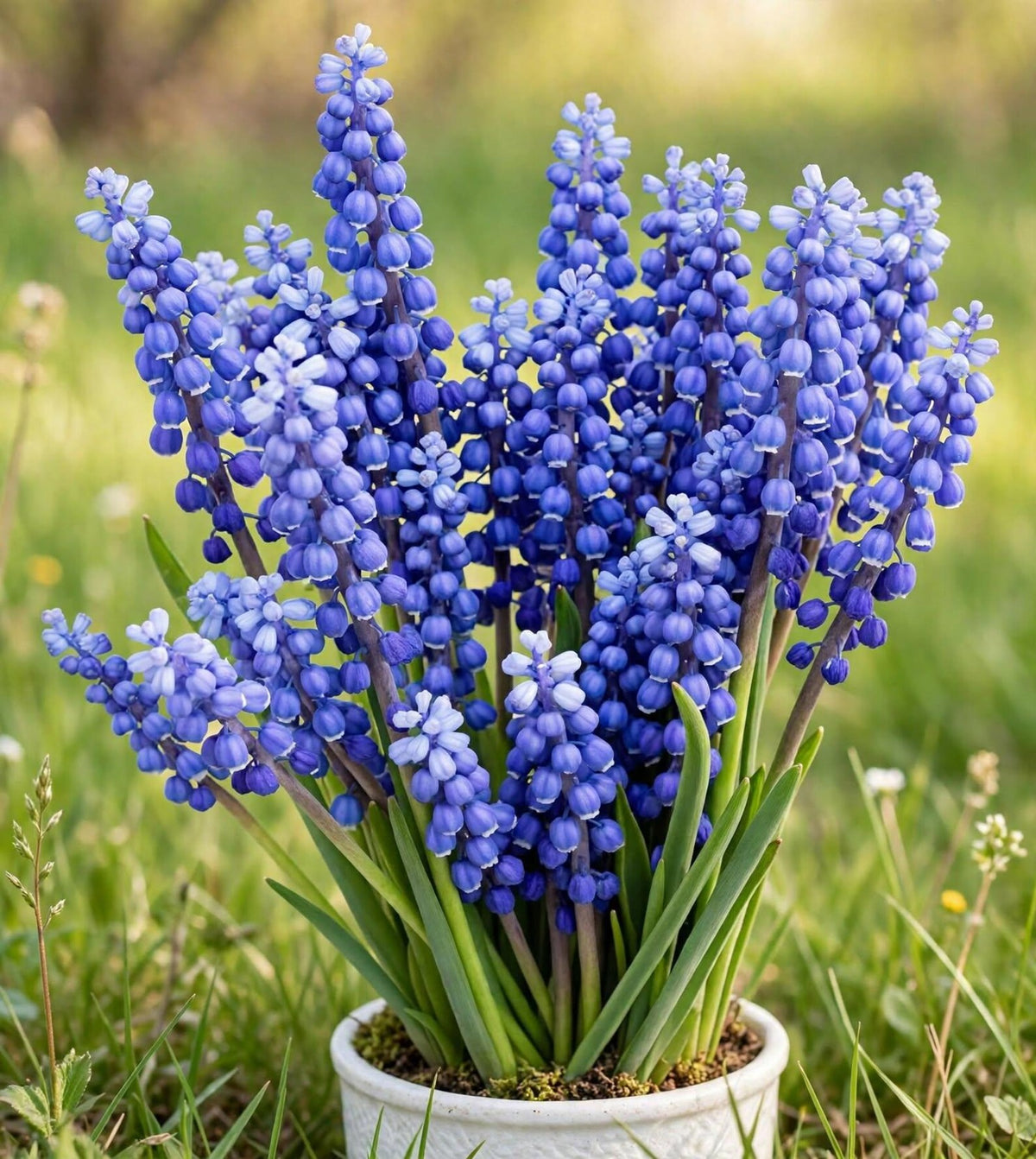 Muscari ‘Armeniacum’ Grape Hyacinth Bulbs