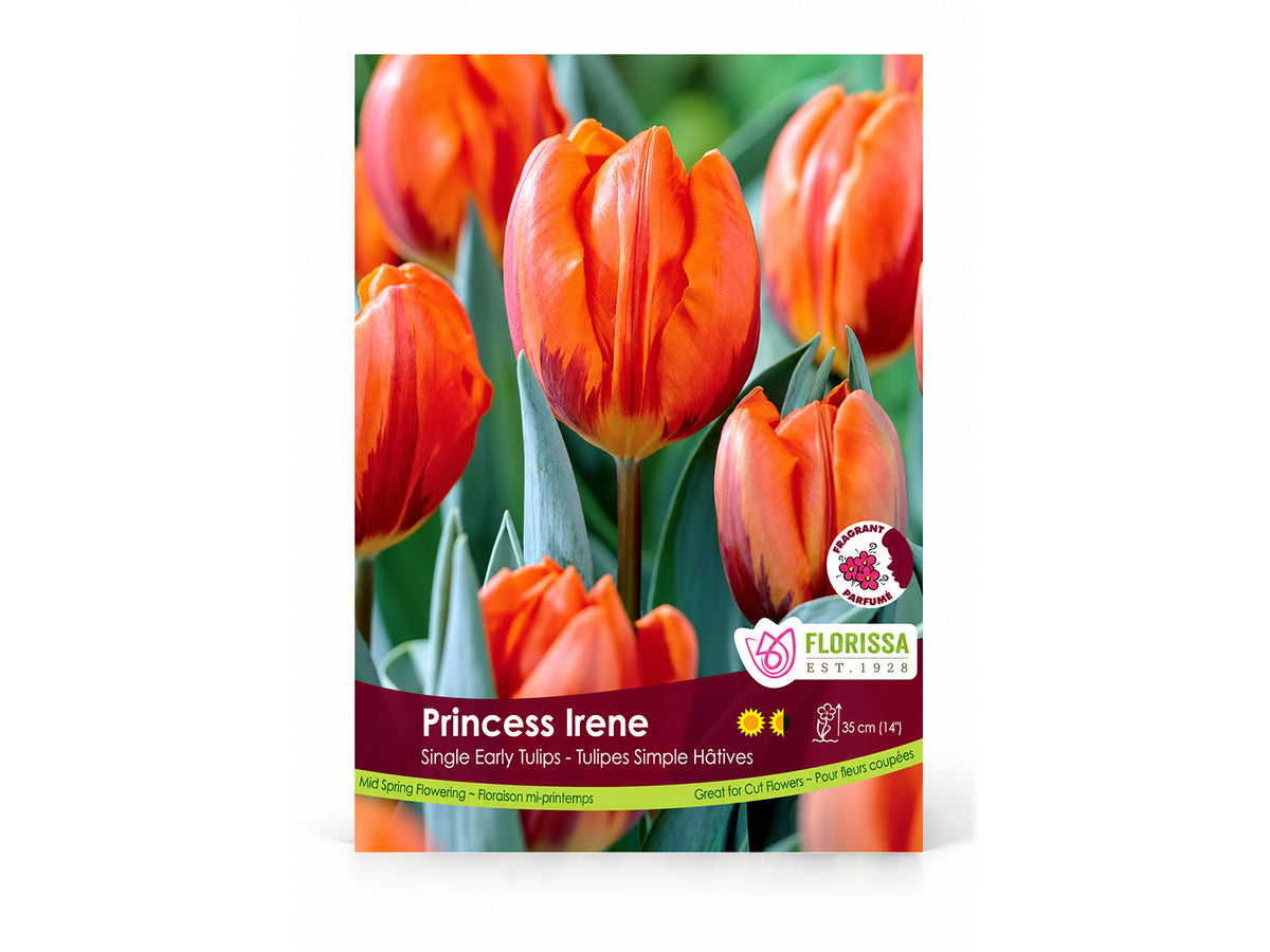 Tulip Bulbs – ‘Princess Irene’