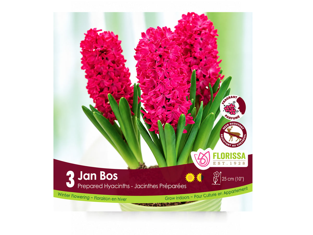 Hyacinth Bulb ‘Jan Bos’