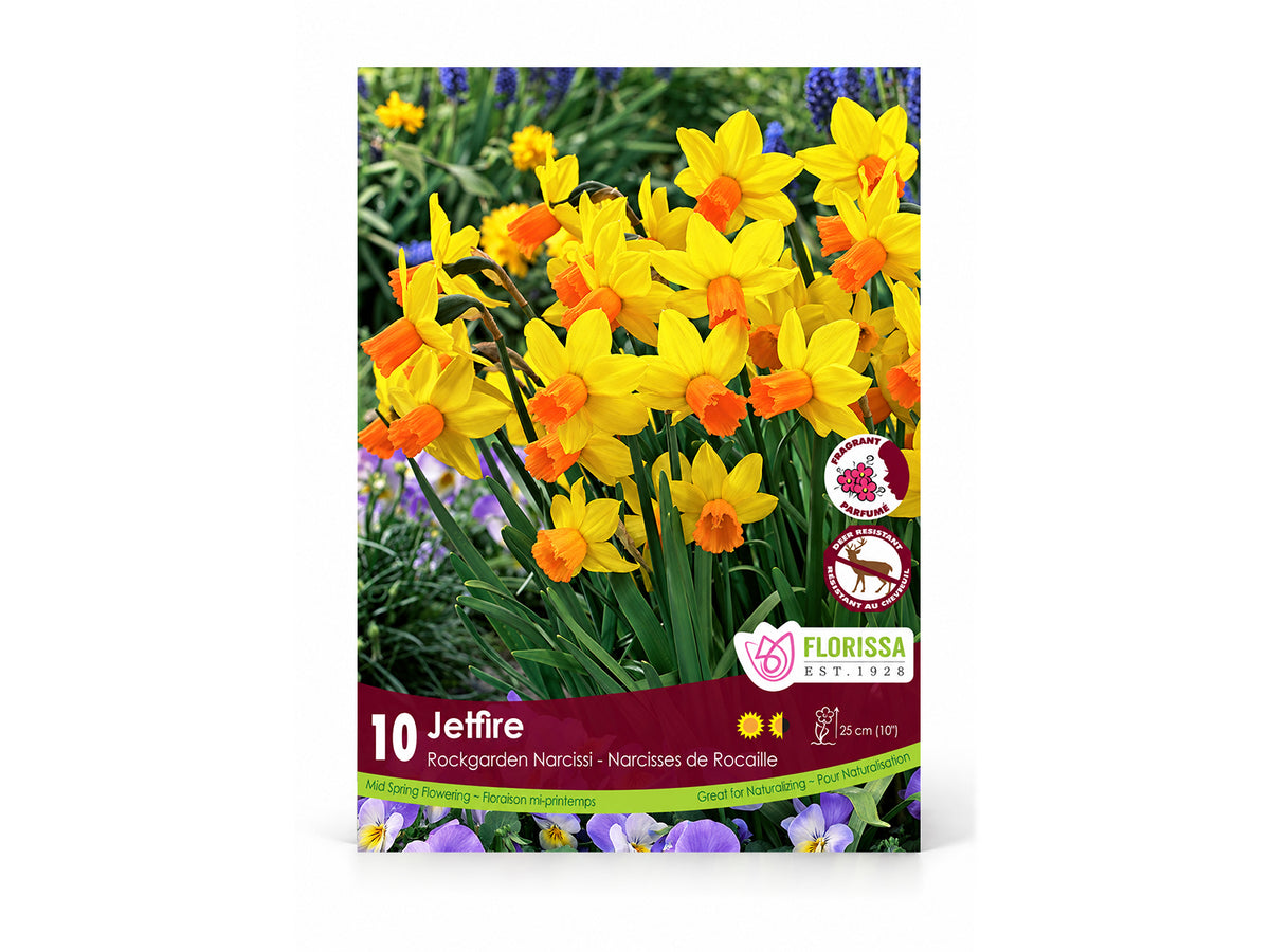 Daffodil Bulbs – ‘Jetfire’