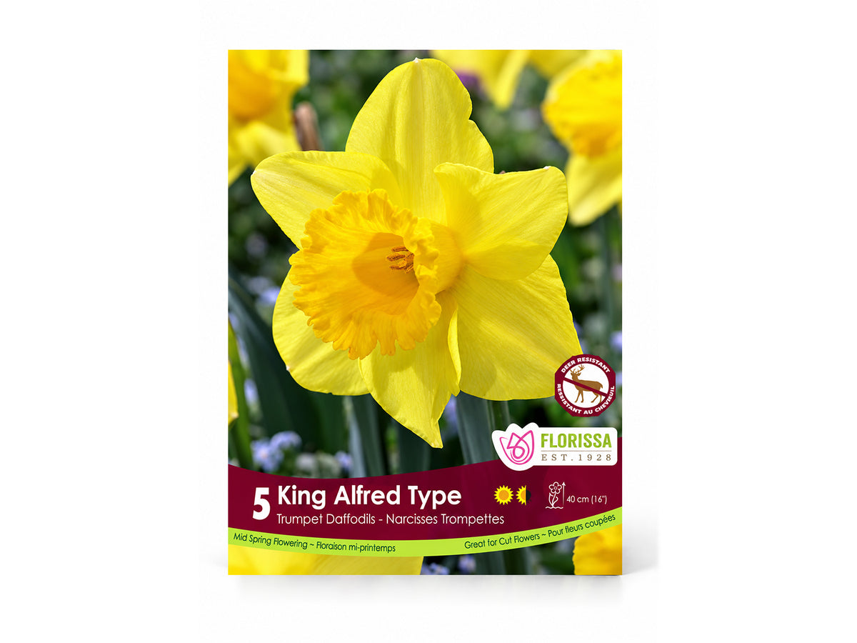 Daffodil Bulbs – ‘King Alfred’