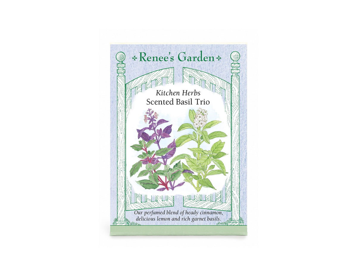 Kitchen Herbs  Scented Basil Trio Seeds