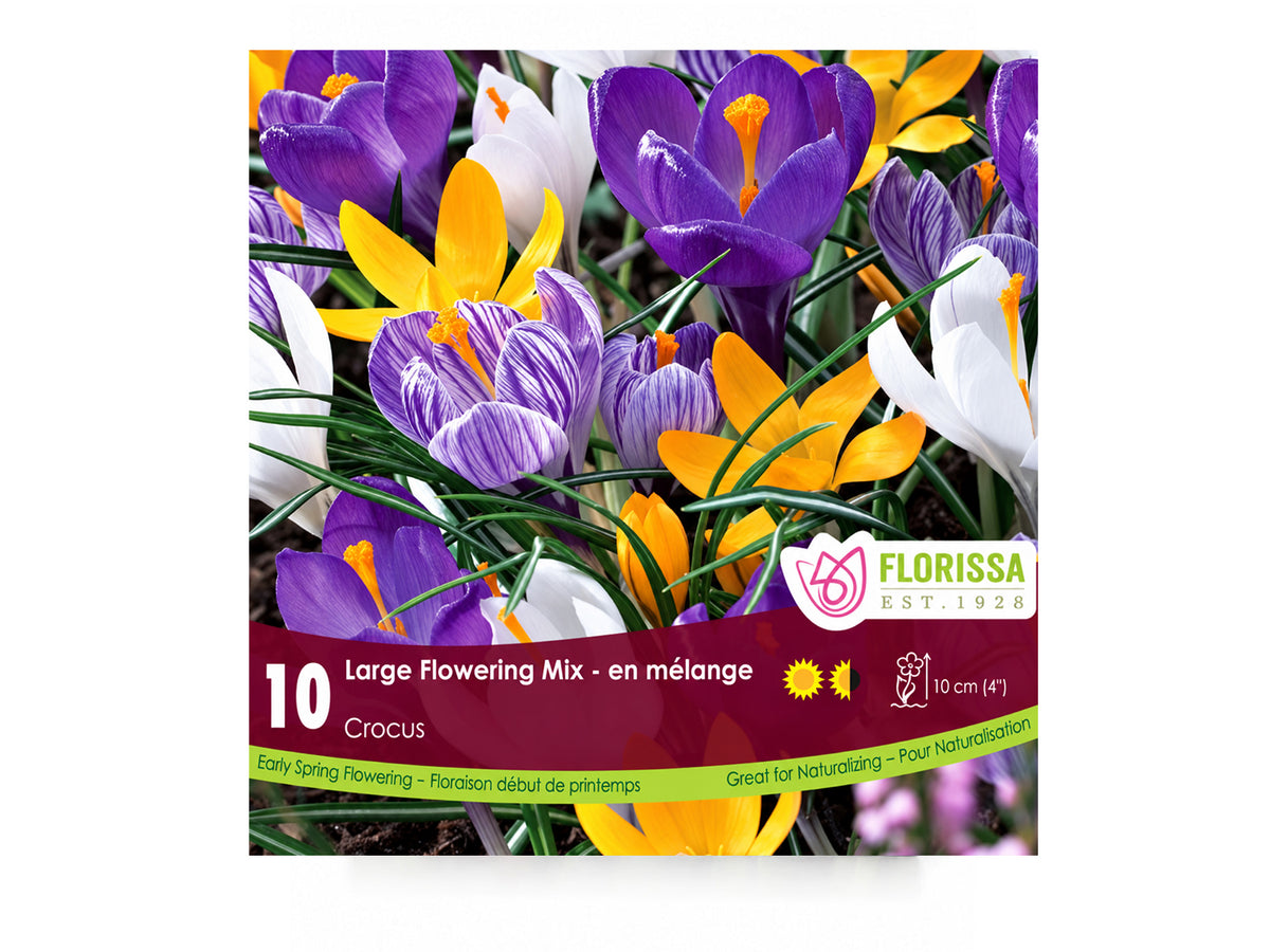 Crocus Bulbs – Large-Flowering Mix