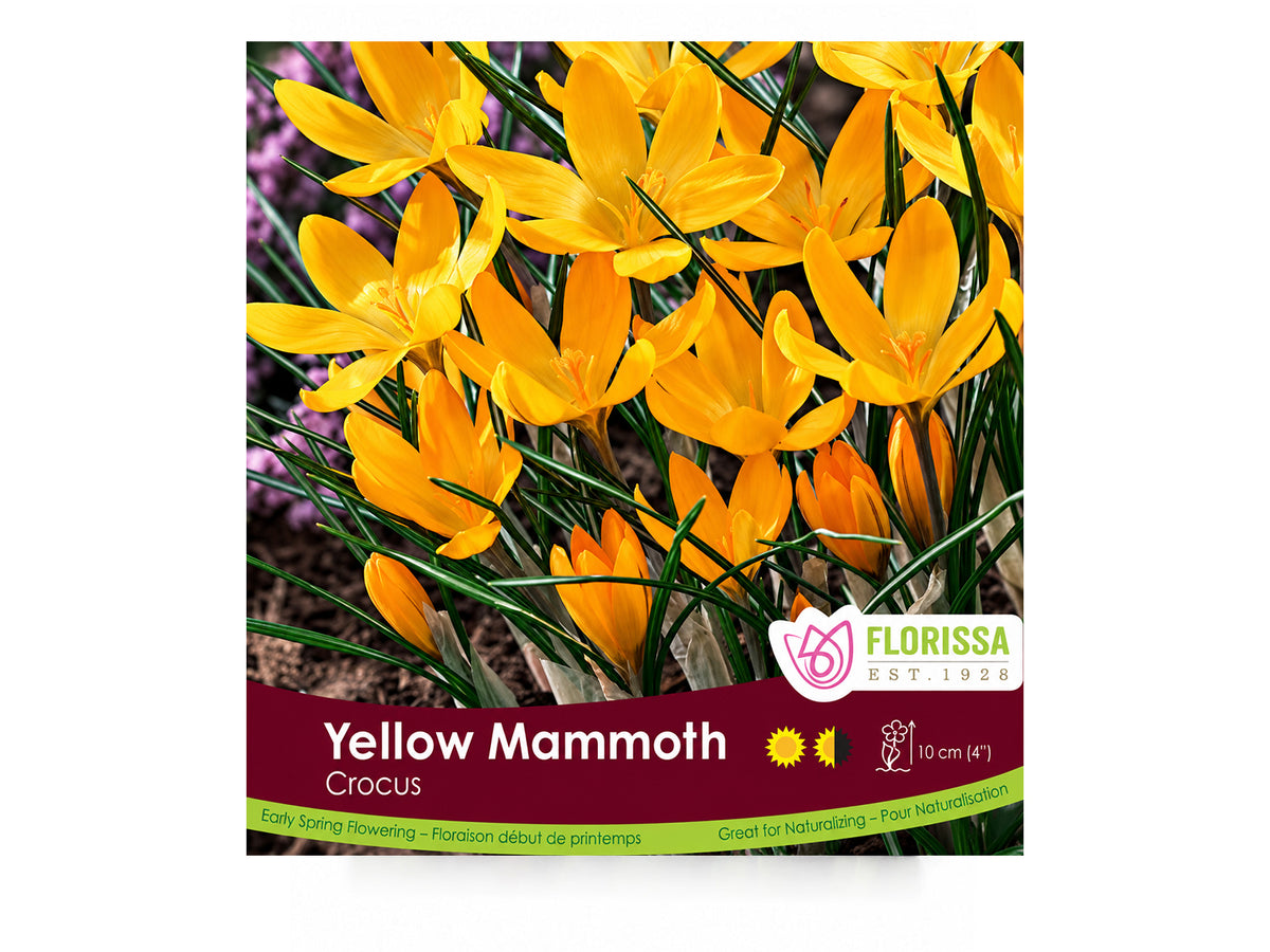 Crocus Bulbs – ‘Yellow Mammoth’