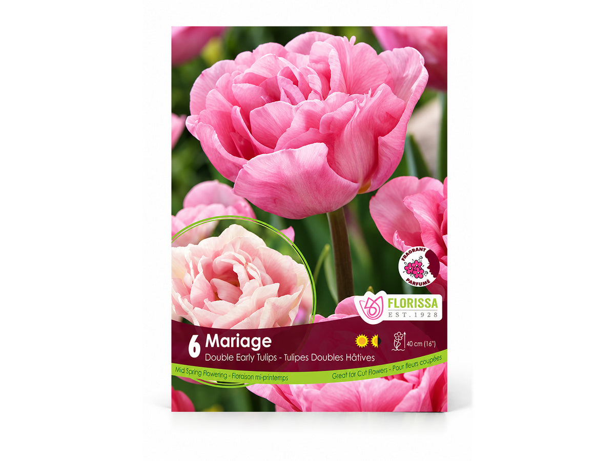 Tulip Bulbs – ‘Mariage’