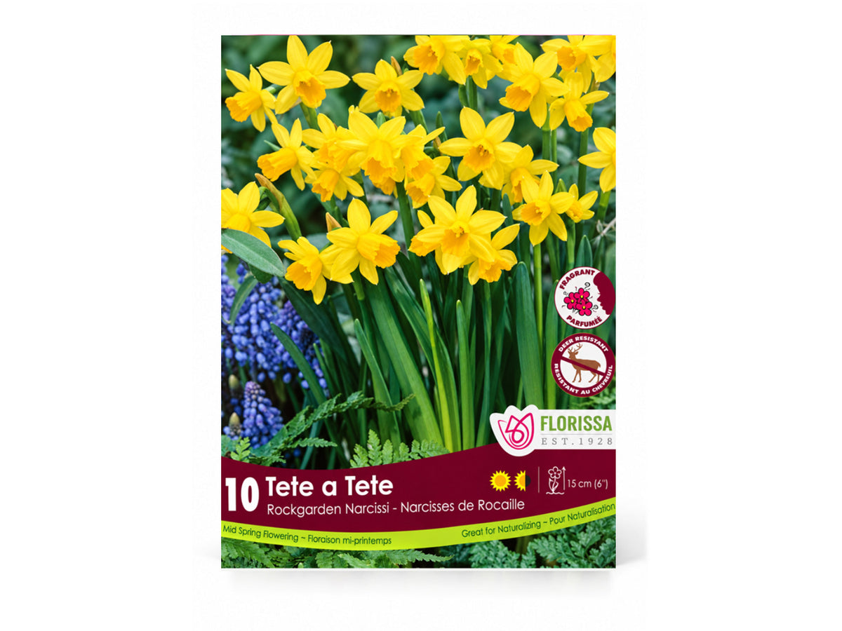 Daffodil ‘Tête-à-Tête’ Bulbs
