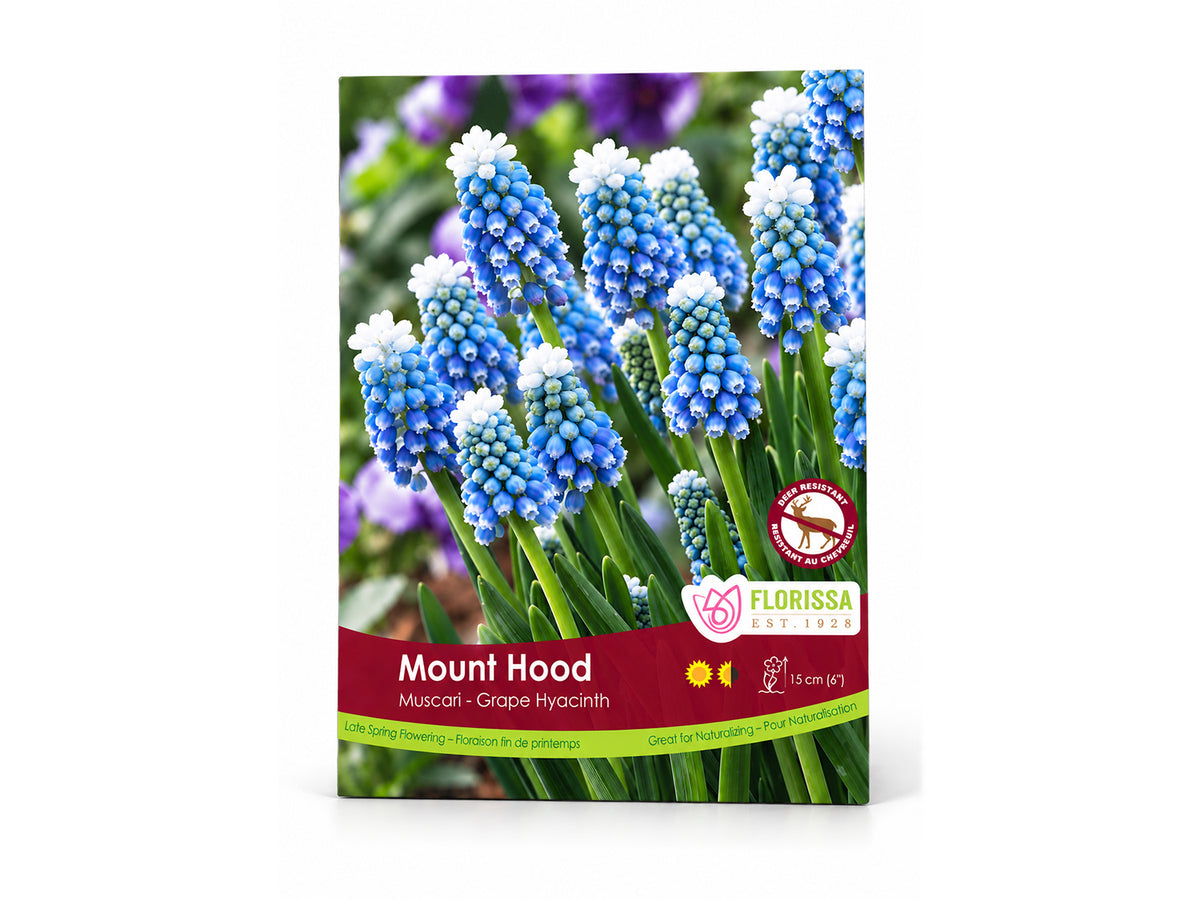 Muscari ‘Mount Hood’ Grape Hyacinth Bulbs