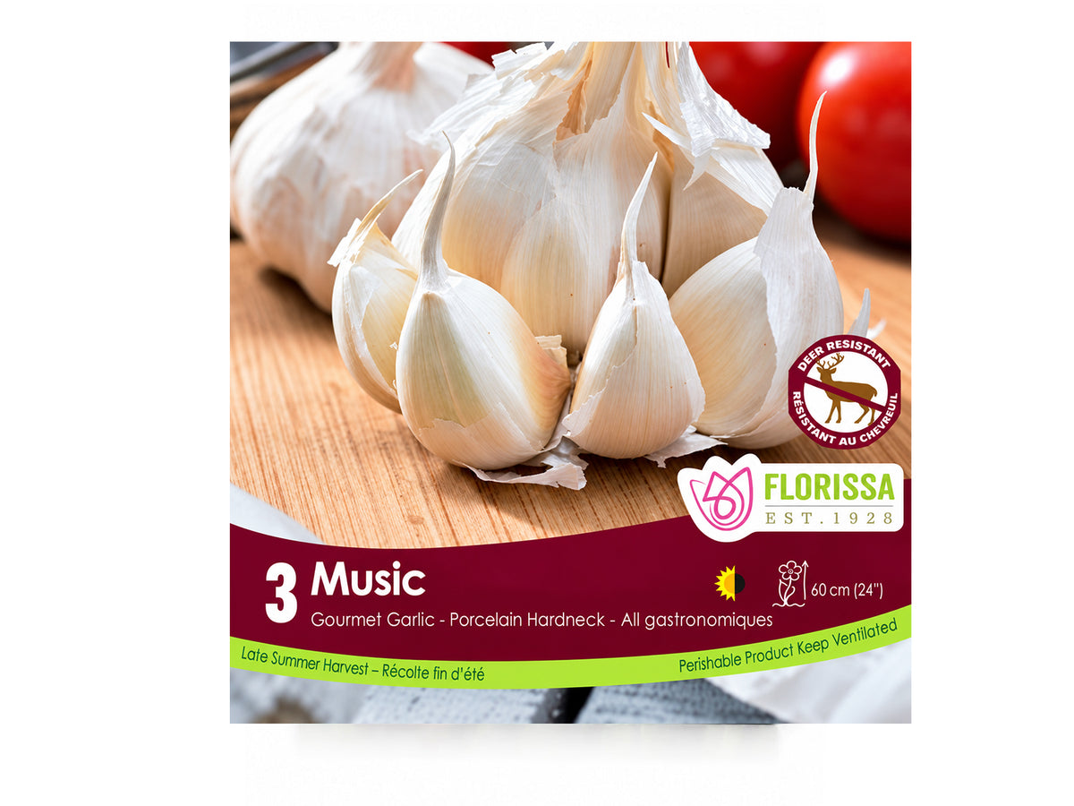 ‘Music’ Garlic Bulbs