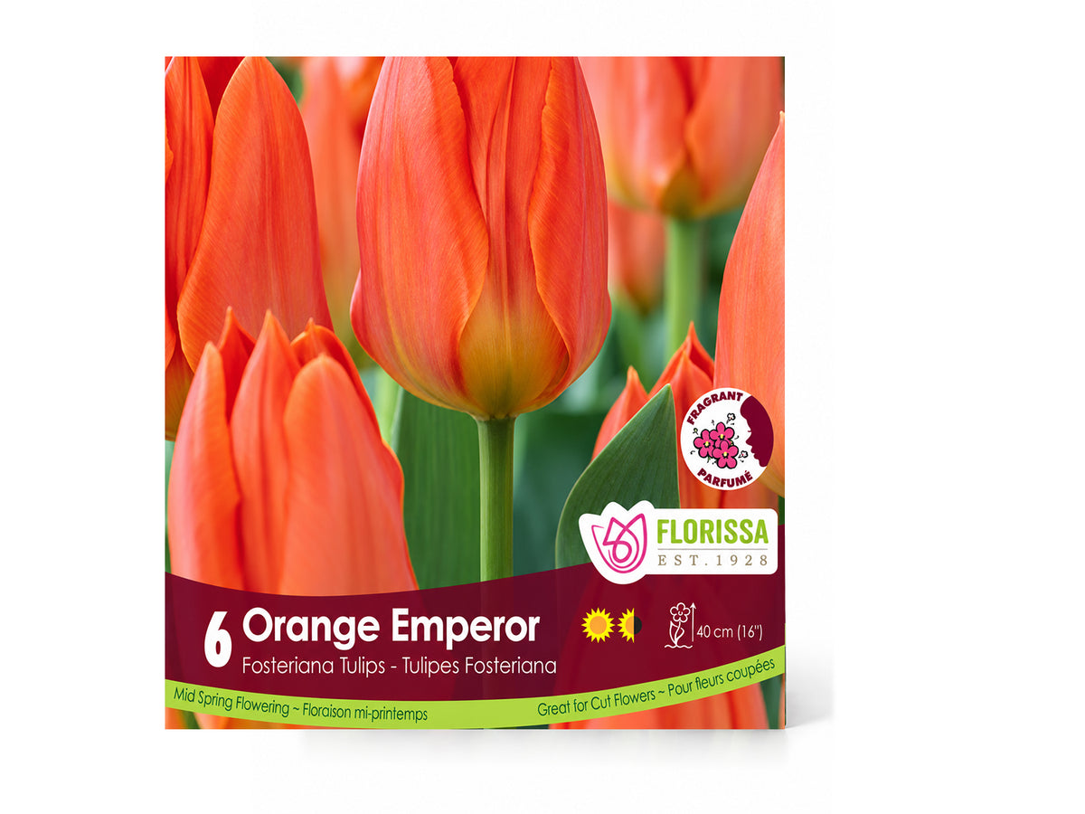 Tulip Bulbs – ‘Orange Emperor’
