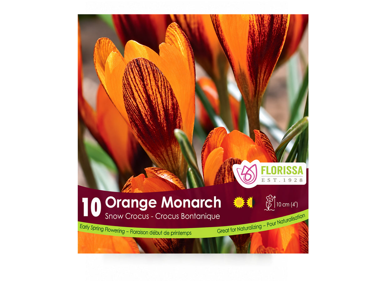 Crocus Bulbs – ‘Orange Monarch’