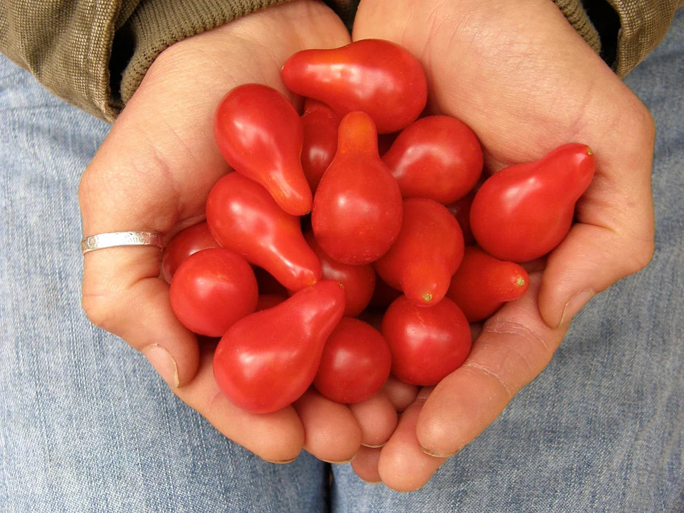 Heirloom Cherry Tomato Little Red Pear Organic Seeds