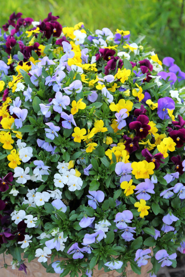 4" Viola ‘Sorbet’ Mix