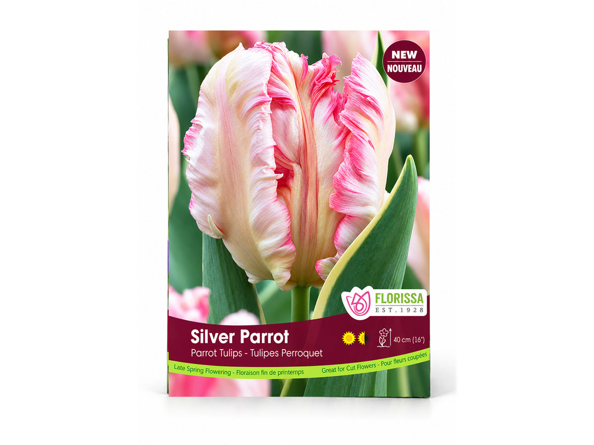 Tulip Bulbs – ‘Silver Parrot’