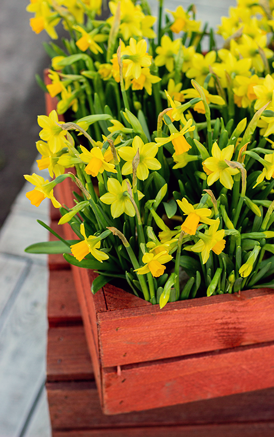 Daffodil Bulbs – ‘Tête-à-Tête’ Bonus Pack