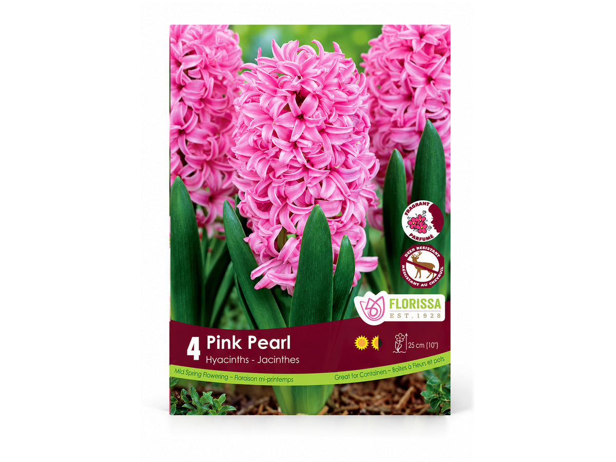 Hyacinth Bulb ‘Pink Pearl’
