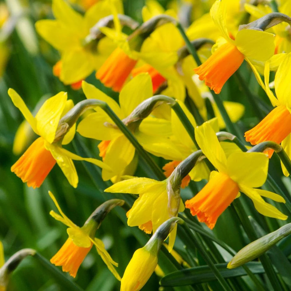 Daffodil Bulbs – ‘Jetfire’
