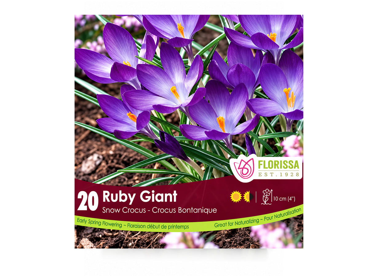 Crocus Bulbs – ‘Snow’ & ‘Ruby Giant’