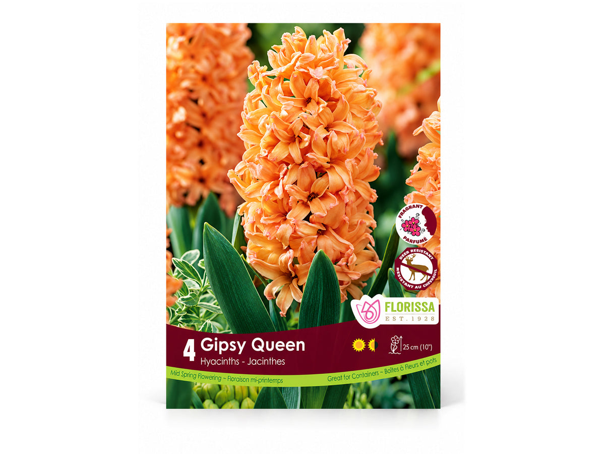 Hyacinth Bulb ‘Gipsy Queen’