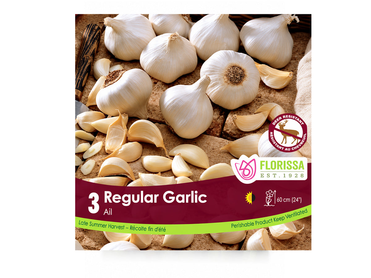 Garlic Bulbs – Standard Garlic