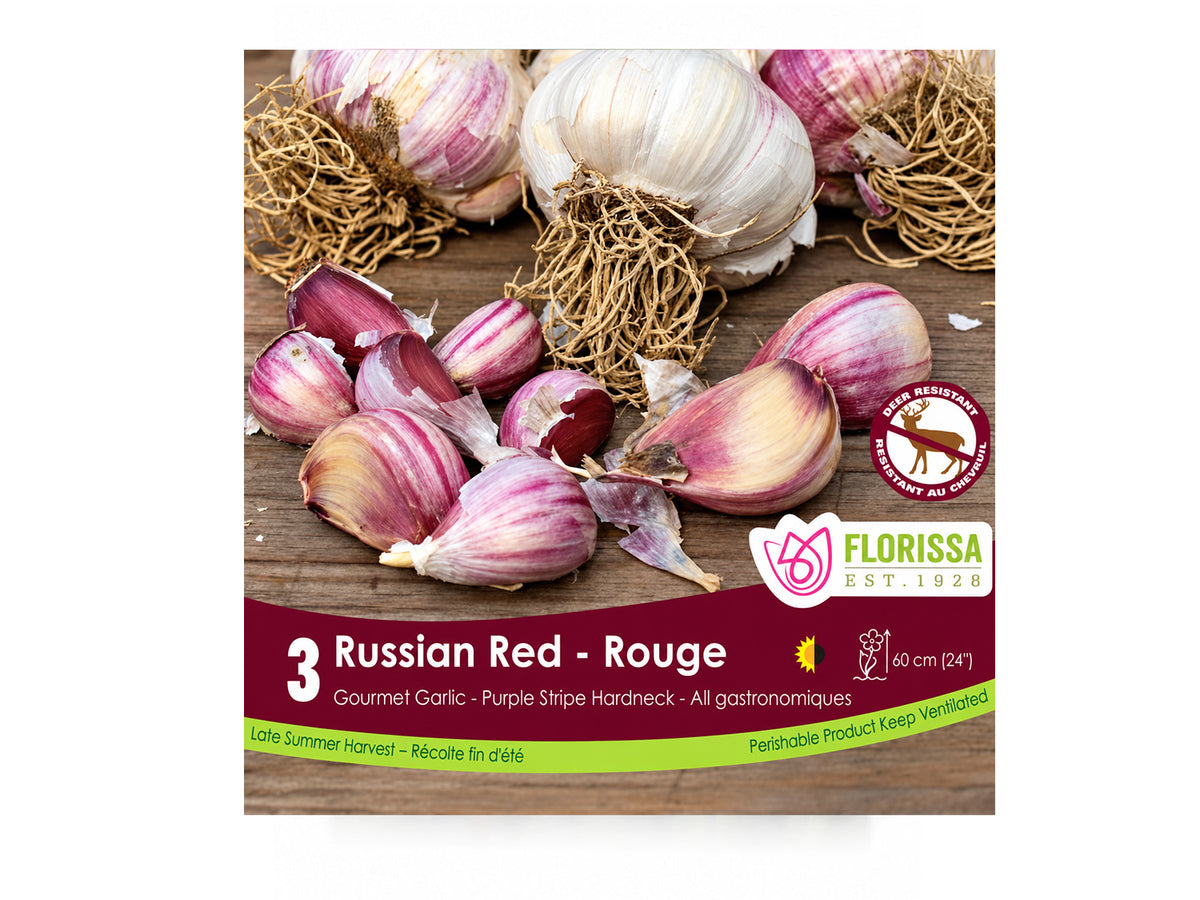 Russian Red Garlic Bulbs