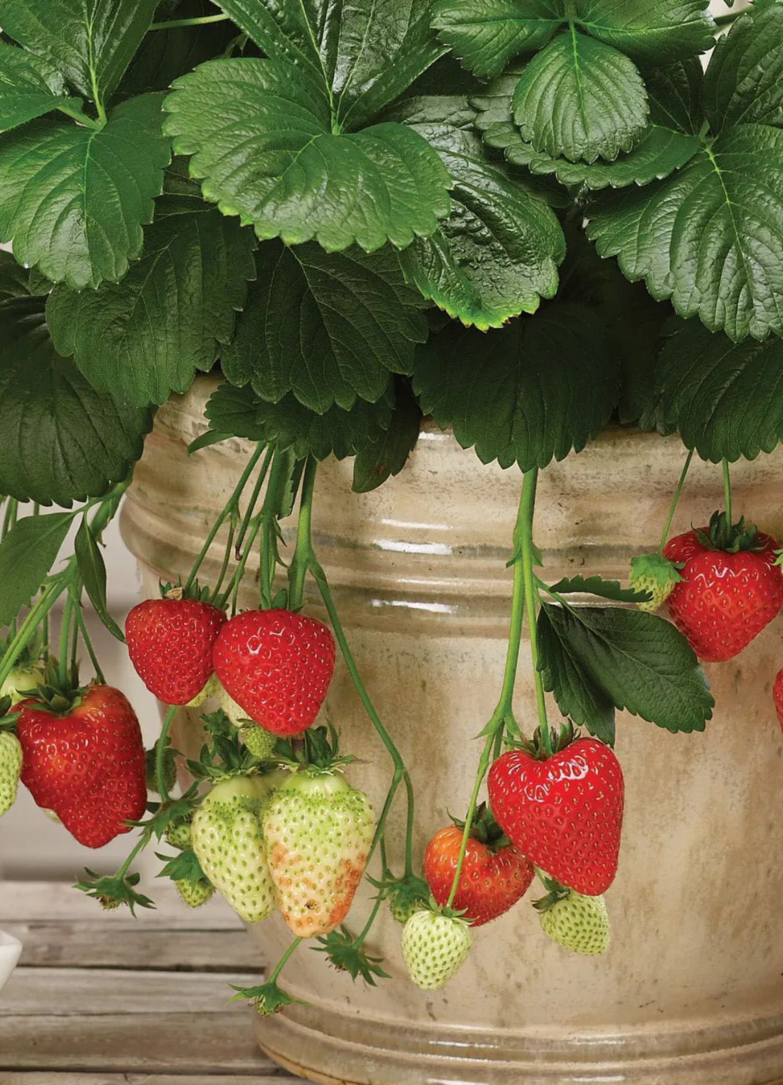 306 Strawberry Montana
