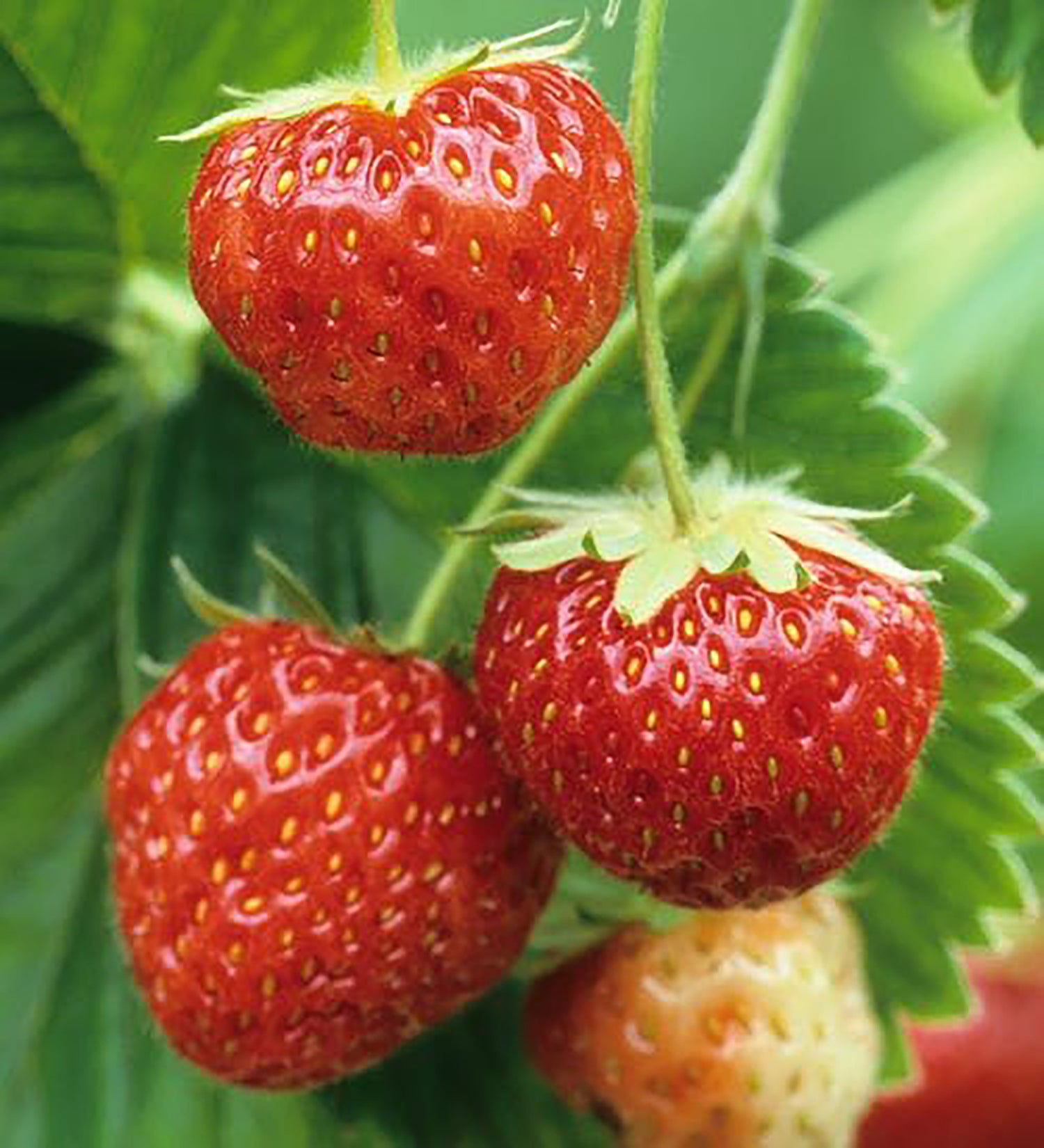 306 Strawberry Montana