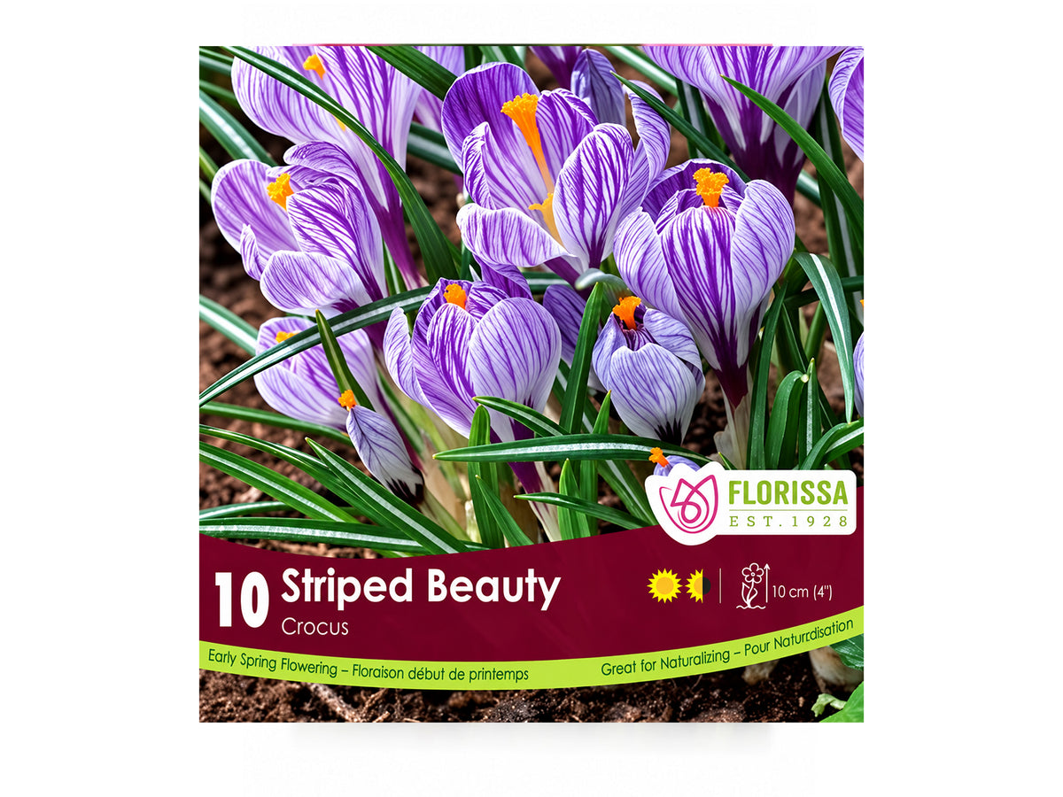 Crocus Bulbs – ‘Striped Beauty’