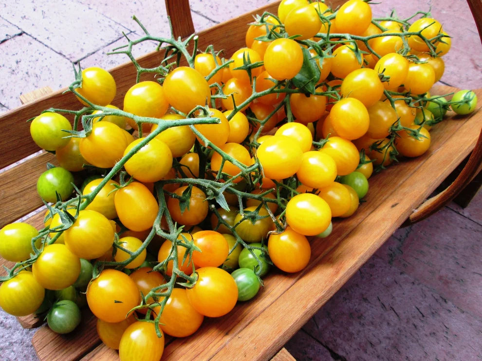 Cherry Tomato Sweet Gold Seeds