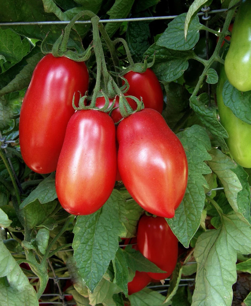Container Roma Tomato  Inca Jewels Seeds