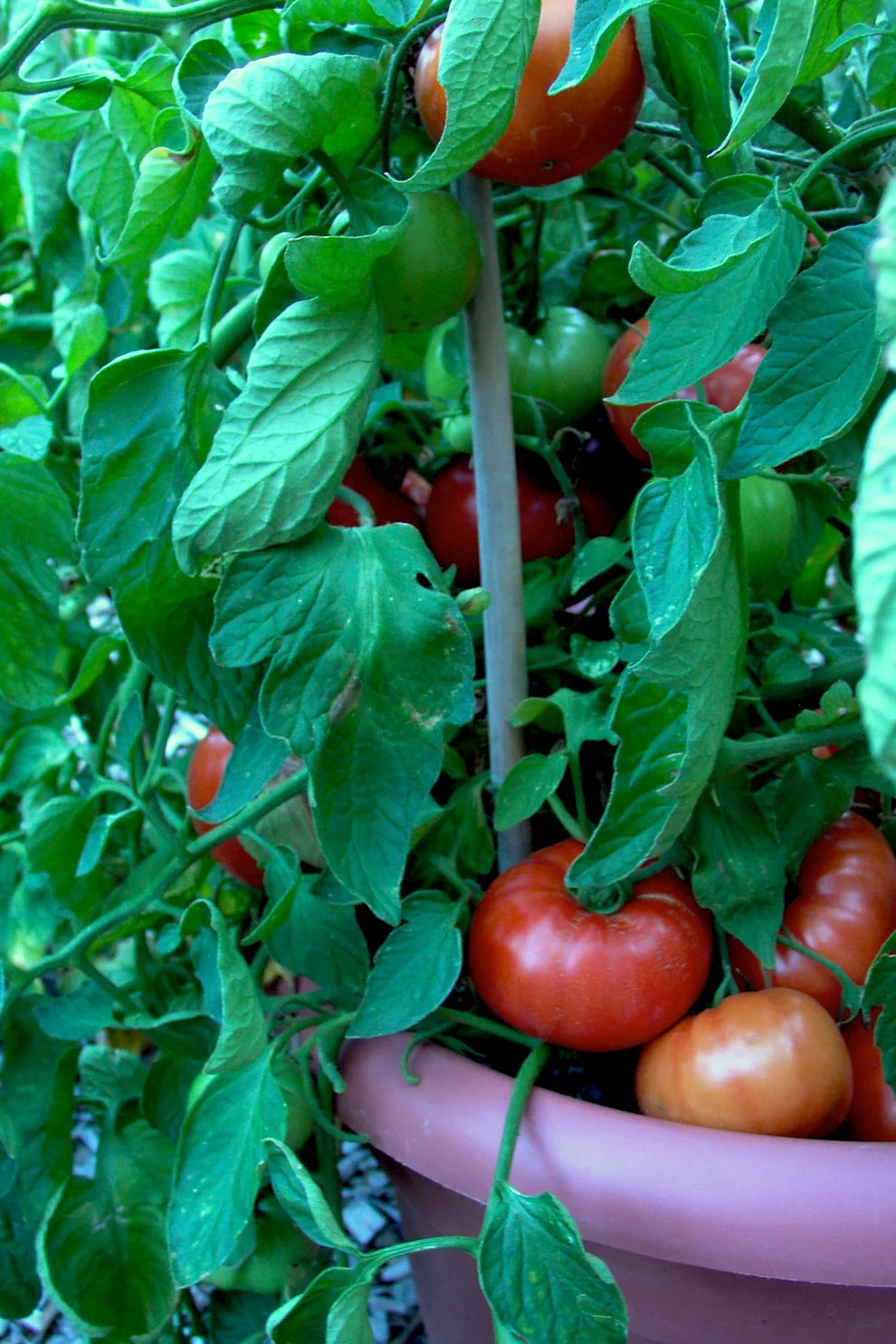 Container Tomato Super Bush Seeds