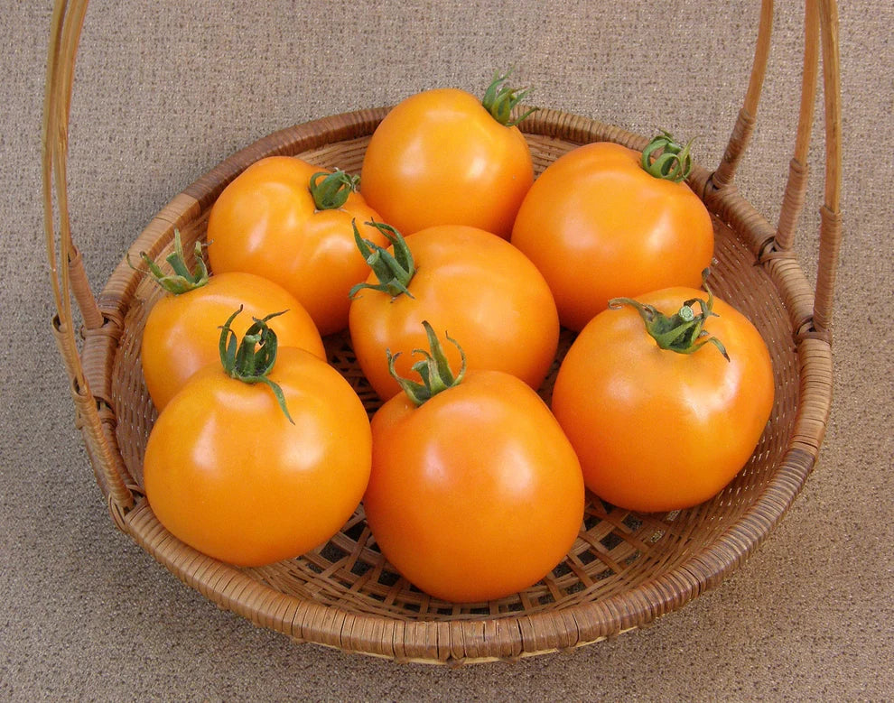 Japanese Slicing Tomato Mandarin Cross Seeds