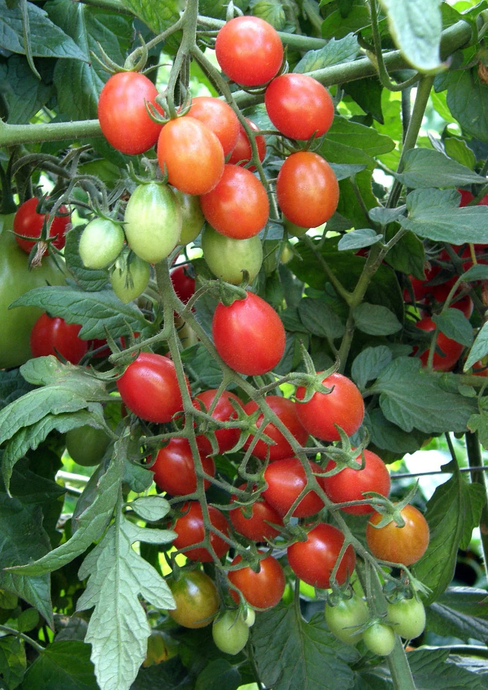 Italian Grape Tomato Pandorino Seeds