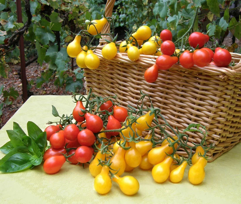 Heirloom Mini Tomatoes  Red & Yellow Pear Seeds