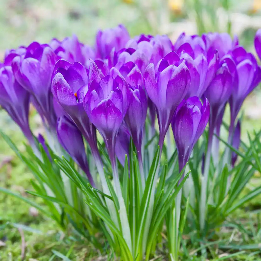 Crocus Bulbs – ‘Snow’ & ‘Ruby Giant’